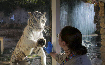 Haifa Educational Zoo (Louis Ariel Goldschmidt Zoo) has more than 100 types of animals, including primates, reptiles, birds, predators, and herbivores, October 23, 2024. (Michael Giladi/Flash90)