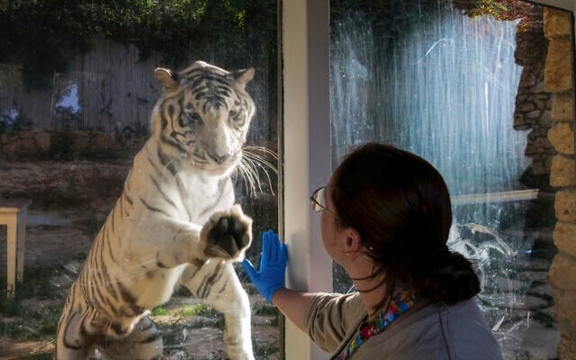 Haifa Educational Zoo (Louis Ariel Goldschmidt Zoo) has more than 100 types of animals, including primates, reptiles, birds, predators, and herbivores, October 23, 2024. (Michael Giladi/Flash90)