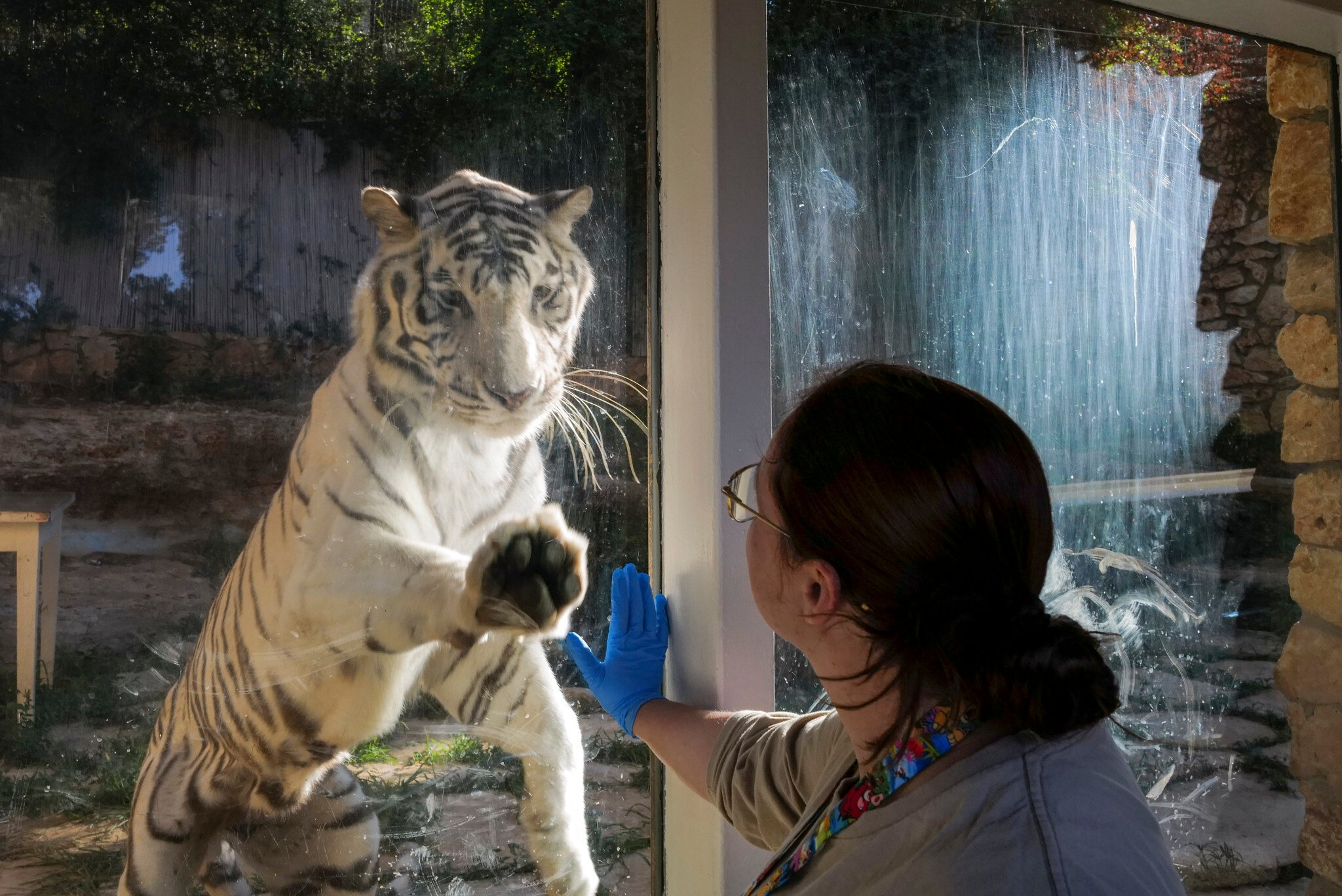 NextImg:Days after end of Operation Rising Lion, Haifa zoo roars back into action