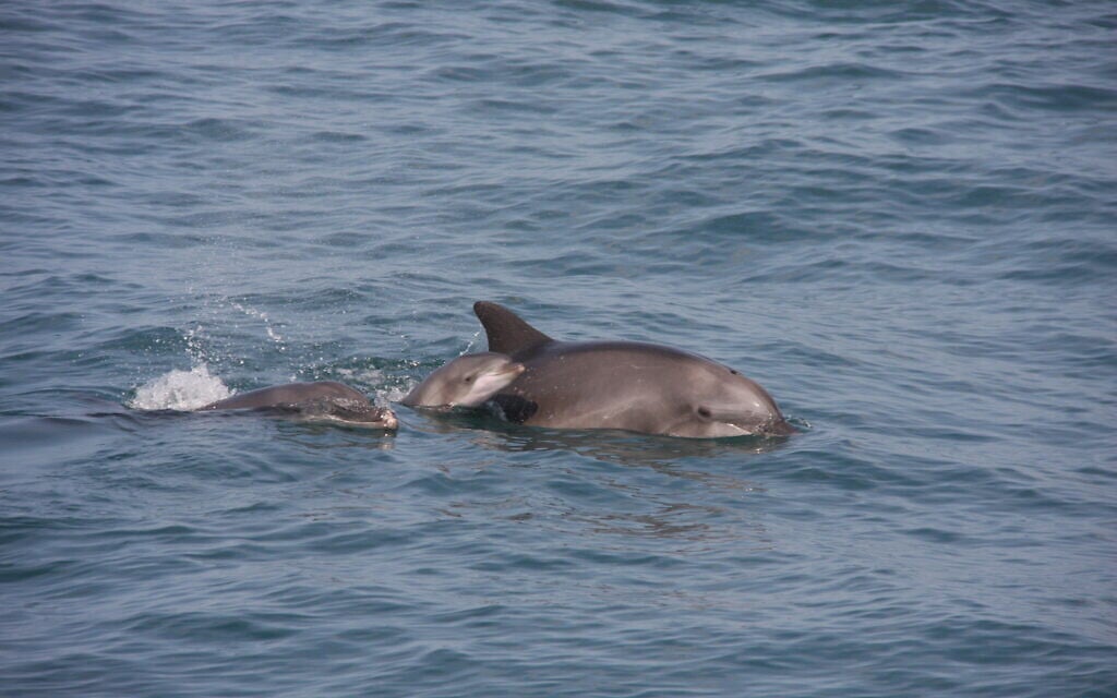 In an Israeli first, researchers snap pix of 3 generations of dolphins off Tel Aviv coast