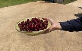 A bowl of fresh-picked cherries at Malul Orchards in Moshav Shaal in the Golan Heights, on June 1, 2025 (Jessica Steinberg/Times of Israel)