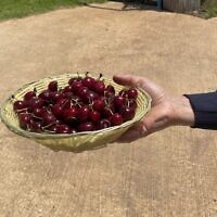A bowl of fresh-picked cherries at Malul Orchards in Moshav Shaal in the Golan Heights, on June 1, 2025 (Jessica Steinberg/Times of Israel)