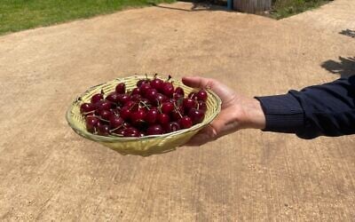 A bowl of fresh-picked cherries at Malul Orchards in Moshav Shaal in the Golan Heights, on June 1, 2025 (Jessica Steinberg/Times of Israel)