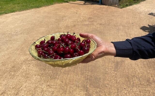 A bowl of fresh-picked cherries at Malul Orchards in Moshav Shaal in the Golan Heights, on June 1, 2025 (Jessica Steinberg/Times of Israel)