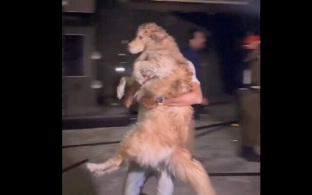 A dog rescued from a home that was struck by an Iranian ballistic missile in the Tel Aviv area on June 13, 2025. (Screen capture/X)