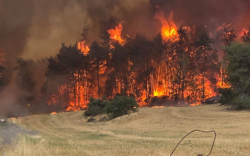 Help Restore Israel’s Forests Damaged by Recent Devastating fires