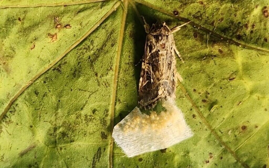 Groundbreaking Israeli study first ever to show insects listening in on plants ‘talking’
