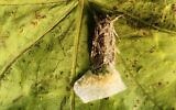 A female moth lays eggs on a leaf. (Dana Ment, Volcani Institute)