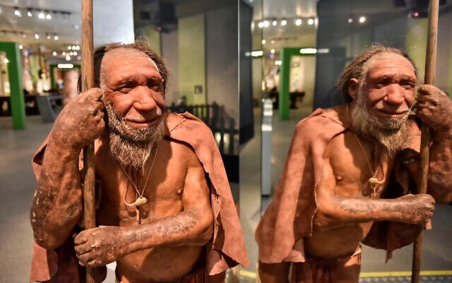 The reconstruction of a Homo neanderthalensis, who lived within Eurasia from circa 400,000 until 40,000 years ago, mirrors at the Neanderthal Museum in Mettmann, Germany, on July 3, 2019. (AP Photo/Martin Meissner)