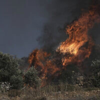 An olive tree burns in a Palestinian village near the West Bank town of Sinjil, Friday, July 11, 2025. (AP Photo/Maya Alleruzzo)