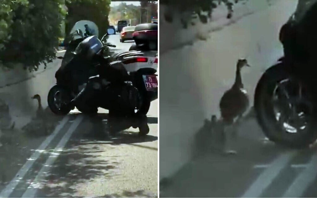 Cop escorts mother duck, ducklings to safety on key highway