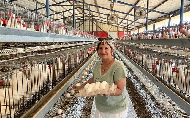 Marcel Vaknin collects eggs in her chicken coop in Dovev, northern Israel, on July 8, 2025. (Diana Bletter/Times of Israel)