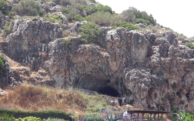 Cooking up caveman tradition, learn about displays Neanderthal neighbors had been cut up on the right way to butcher