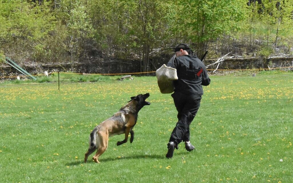Israeli AI backed by K9s for personal and property protection