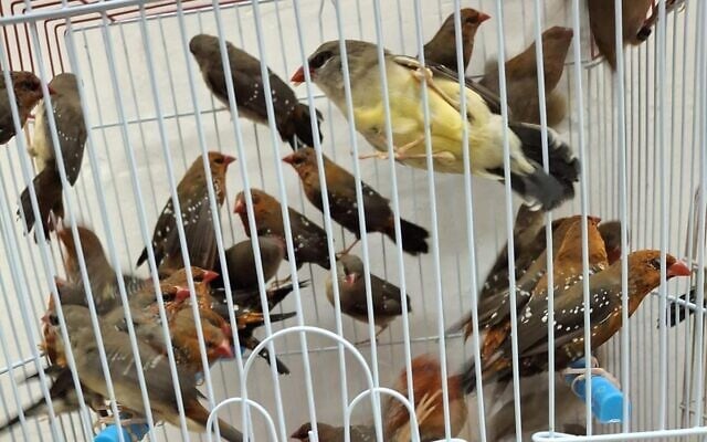 Israeli authorities rescued some 100 songbirds from an attempt to smuggle them illegally into the country from Jordan, on July 4, 2025. (Agriculture Ministry)