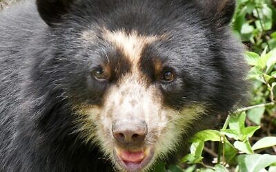 The Andean (spectacled) bear, photographed here in Peru, roams the Putumayo Amazon in Colombia, part of which TiME is trying to purchase this year.  (BluesyPete, CC BY-SA 3.0, Wikimedia Commons)
