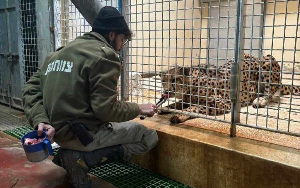 Worker at Jerusalem Biblical Zoo killed after being attacked by leopard