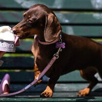 A Kaninchen Daschshund dog licks an ice cream downtown Milan, on August 12, 2025 . Italy is facing extreme heat until mid-August as temperatures above 40°C  are expected to grip the entire country at least until August 15. (Photo by Stefano RELLANDINI / AFP)