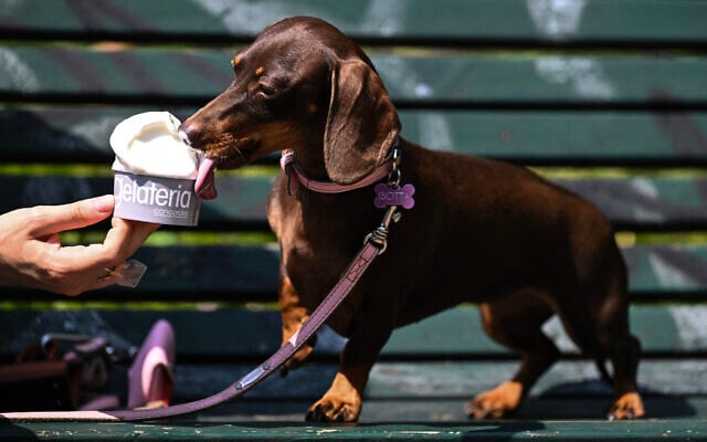 A Kaninchen Daschshund dog licks an ice cream downtown Milan, on August 12, 2025 . Italy is facing extreme heat until mid-August as temperatures above 40°C  are expected to grip the entire country at least until August 15. (Photo by Stefano RELLANDINI / AFP)