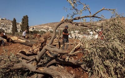 Palestinian men check olive trees reportedly uprooted by Israeli soldiers using a bulldozer in the West Bank village of Al-Mughayyir, north of Ramallah, on August 24, 2025. (Zain JAAFAR / AFP)