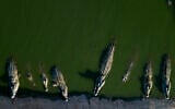 Crocodiles rest in water at a farm in the Jordan Valley, West Bank, August 6, 2018. (AP Photo/Dusan Vranic/File)