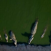 Crocodiles rest in water at a farm in the Jordan Valley, West Bank, August 6, 2018. (AP Photo/Dusan Vranic/File)