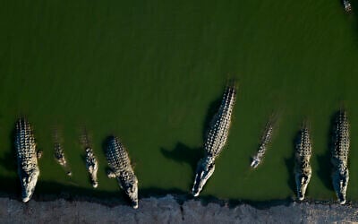 Crocodiles rest in water at a farm in the Jordan Valley, West Bank, August 6, 2018. (AP Photo/Dusan Vranic/File)