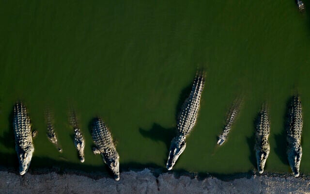 Crocodiles rest in water at a farm in the Jordan Valley, West Bank, August 6, 2018. (AP Photo/Dusan Vranic/File)