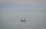 An Israeli floats in the Sea of Galilee amid a heatwave on August 14, 2025. (Michael Giladi/Flash90)