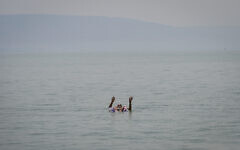 An Israeli floats in the Sea of Galilee amid a heatwave on August 14, 2025. (Michael Giladi/Flash90)