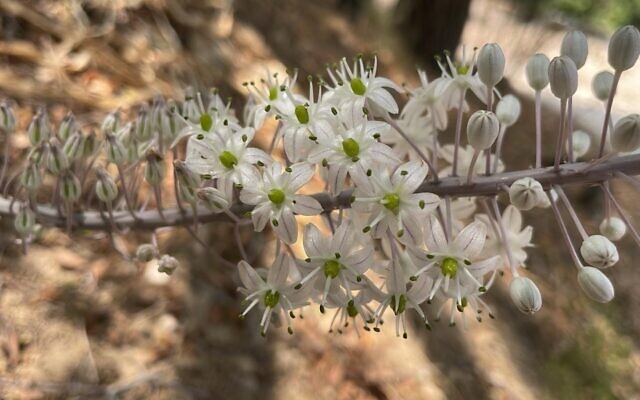 A sea squill blooming in Israel in August 2025. (Society for the Protection of Nature in Israel) A sea squill blooming in Israel in August 2025. (Society for the Protection of Nature in Israel)