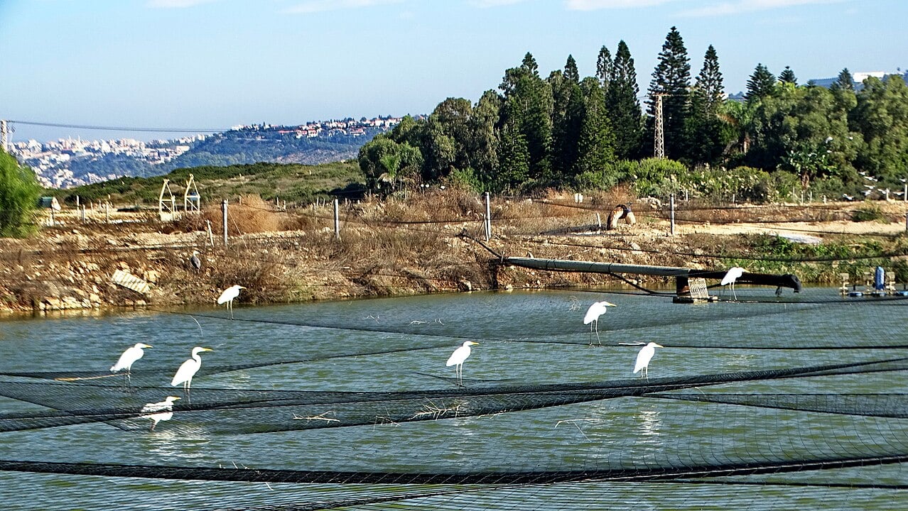 Startups dive in to keep birds off fishponds, help swimmers improve their game