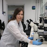 Prof. Shani Stern in her lab at the Sagol Department of Neurobiology at the University of Haifa. (Courtesy/Sergei Lavdanski/University of Haifa)