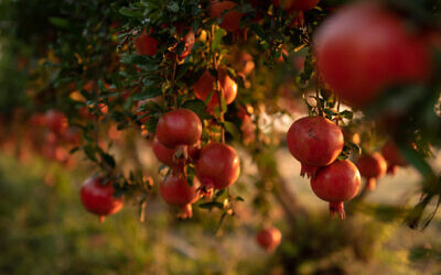 A field of pomegranate trees in Moshav Kfar Achim, south-central Israel, September 8, 2019. (Mila Aviv/Flash90)