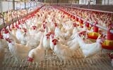 Chickens inside a chicken coop in Israel on August 11, 2020. (Yossi Aloni/FLASH90)