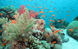 Corals in the Gulf of Aqaba off the shores of Eilat in southern Israel. (Prof. Maoz Fine)