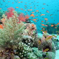 Corals in the Gulf of Aqaba off the shores of Eilat in southern Israel. (Prof. Maoz Fine)