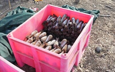 Explosives cleared from an old Syrian military position in the Golan Heights that is now open to the public in a photo published on September 29, 2025. (Defense Ministry)