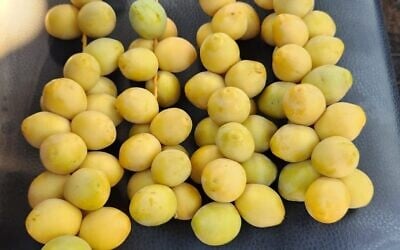 Barhi dates. (Oren Levy)