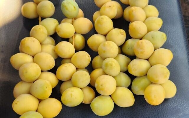 Barhi dates. (Oren Levy) Barhi dates. (Oren Levy)