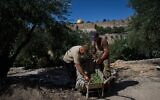 Italian volunteers collect olives they just harvested at the Franciscan hermitage on the Mount of Olives in Jerusalem, October 3, 2025. (Oded Balilty/AP)