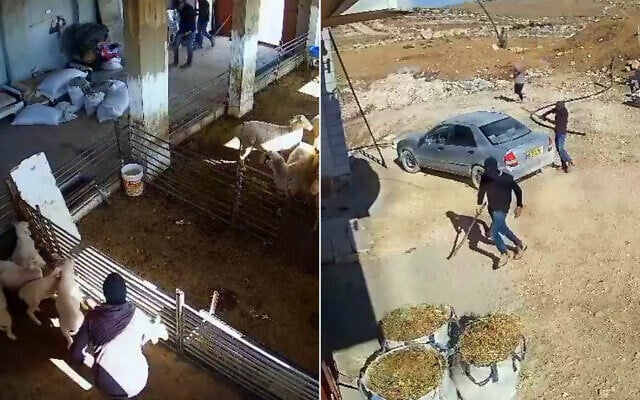 Footage shows a masked settler attacking sheep during an attack on a Palestinian hamlet in the South Hebron Hills on October 28, 2025. (Social media/X: used in accordance with Clause 27a of the Copyright Law) Footage shows a masked settler attacking sheep during an attack on a Palestinian hamlet in the South Hebron Hills on October 28, 2025. (Social media/X: used in accordance with Clause 27a of the Copyright Law)