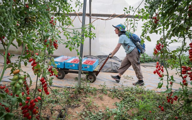 Volunteers help harvest cherry tomatoes in Moshav Ein HaBesor, on November 11, 2023. (Noam Revkin Fenton/Flash90) Volunteers help harvest cherry tomatoes in Moshav Ein HaBesor, on November 11, 2023. (Noam Revkin Fenton/Flash90)