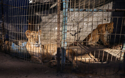 Lionesses sit inside a cage in Deir al-Balah on October 1, 2025 after being relocated from the Rafah Zoo. (Bashar TALEB / AFP) Lionesses sit inside a cage in Deir al-Balah on October 1, 2025 after being relocated from the Rafah Zoo. (Bashar TALEB / AFP)