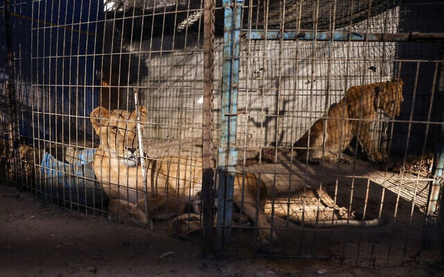 Lionesses sit inside a cage in Deir al-Balah on October 1, 2025 after being relocated from the Rafah Zoo. (Bashar TALEB / AFP)
