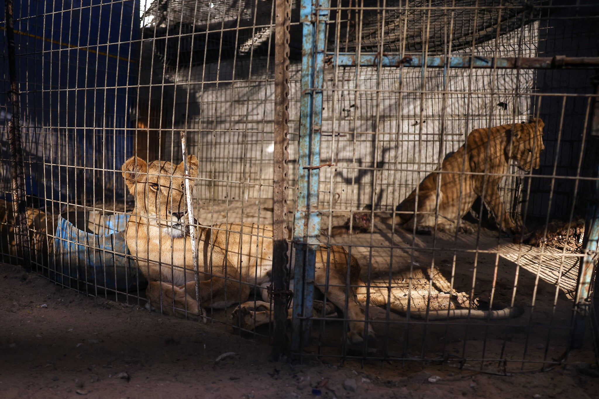 In Gaza, a home for orphans steps up to save starving animals from Rafah’s troubled zoo