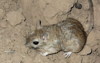 Buxton's jird. (Liad Cohen)