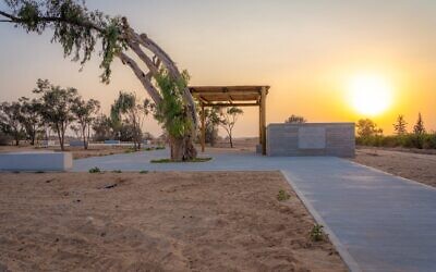 A crooked eucalyptus tree stands near a new memorial to Shiri, Ariel, and Kfir Bibas at Kibbutz Tzeelim, in southern Israel. (Talia Ben Harush)