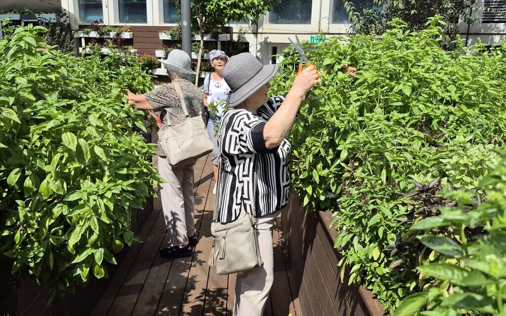 Visitors pick vegetables at the Azrieli Garden in Tel Aviv (Courtesy/Association For Urban Farming)