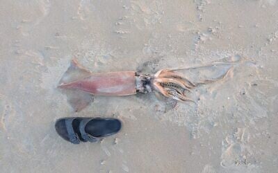 The dead flying neon squid that washed up on the beach at Kfar Galim near Haifa, November 23, 2025. (Bar Sternbach, Society for the Protection of Nature in Israel.)